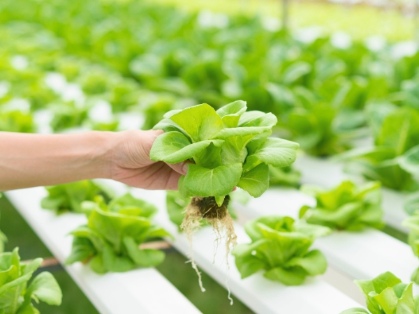 Hydroponic Farm